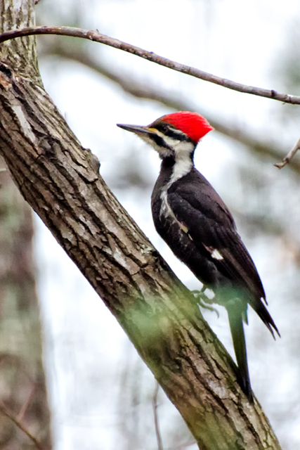 Pileated Woodpeckers