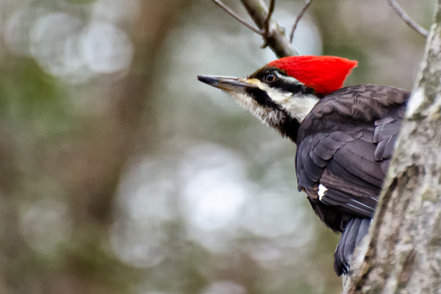 Pileated Woodpeckers