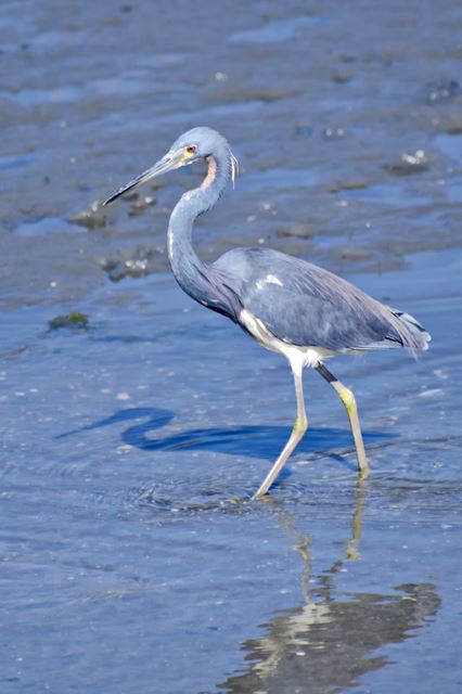 Tricolored Heron