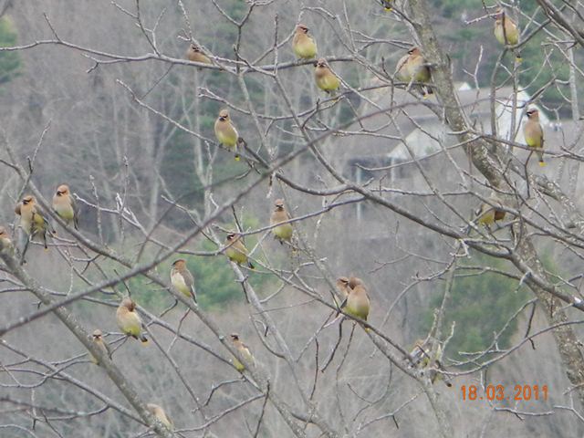 Cedar Waxwings