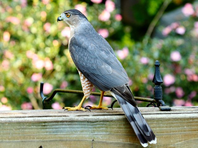 Cooper's Hawk