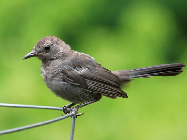 Gray Catbird