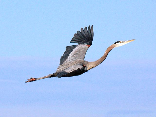 Great Blue Heron