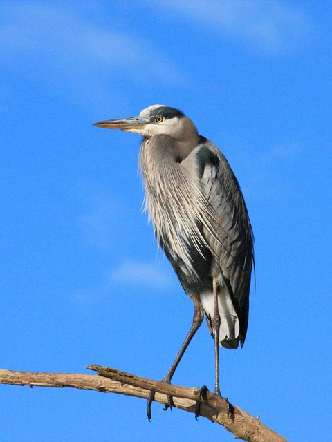 Great Blue Heron