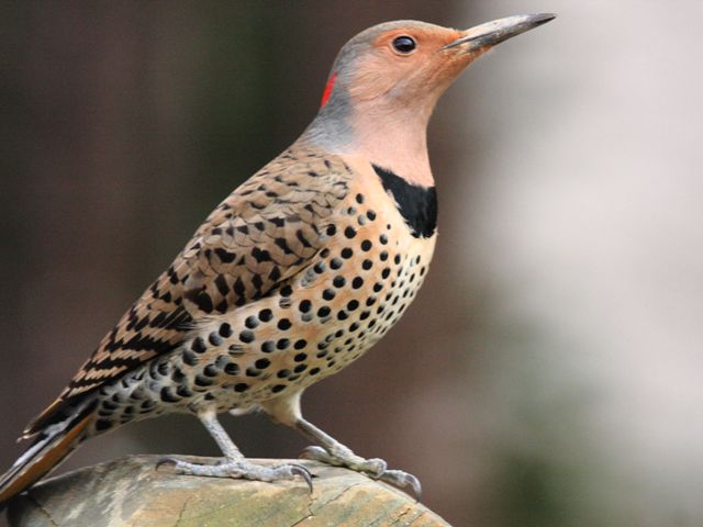 Northern Flicker