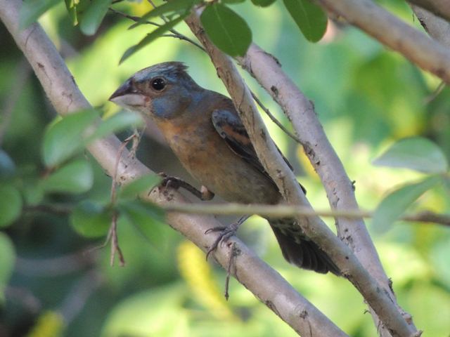 Blue Grosbeak