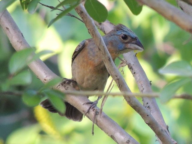 Blue Grosbeak