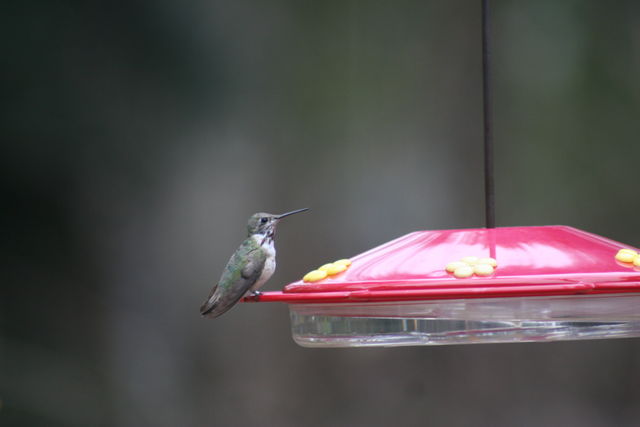 Calliope Hummingbird
