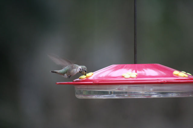 Calliope Hummingbird