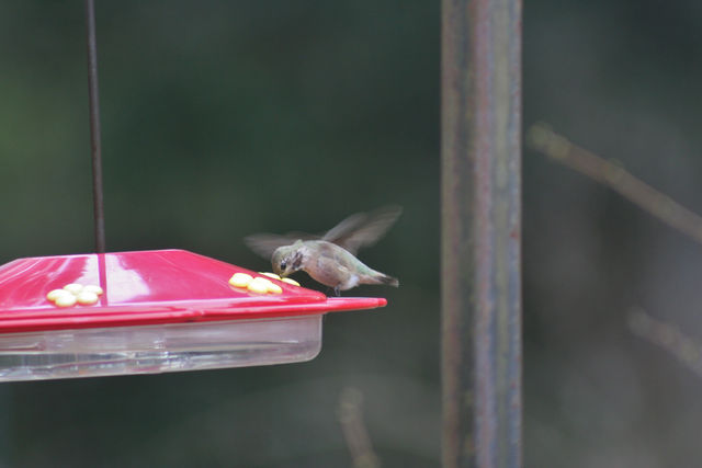 Calliope Hummingbird