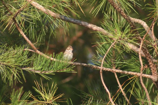 Clay-colored Sparrow