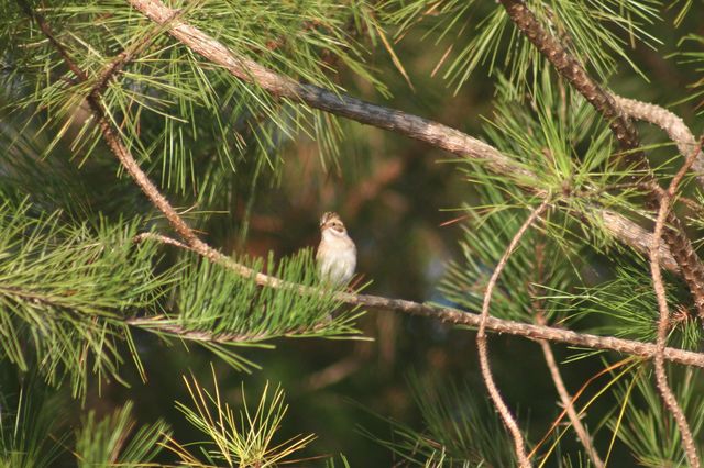 Clay-colored Sparrow