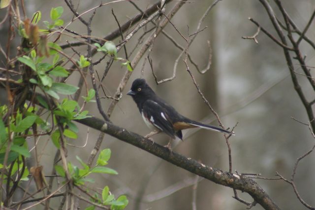 Eastern Towhee