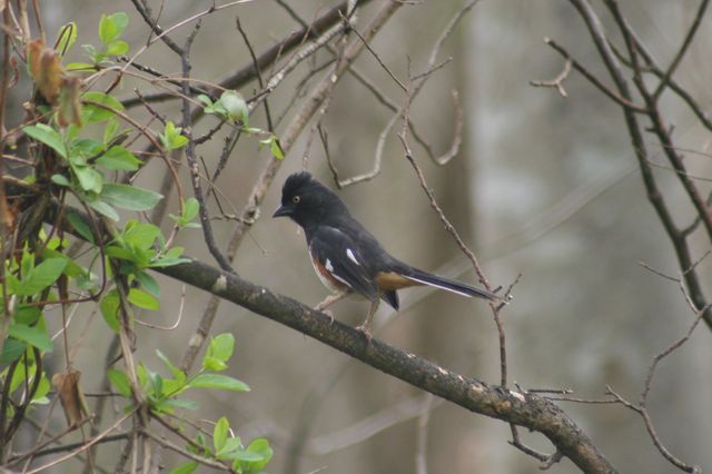 Eastern Towhee