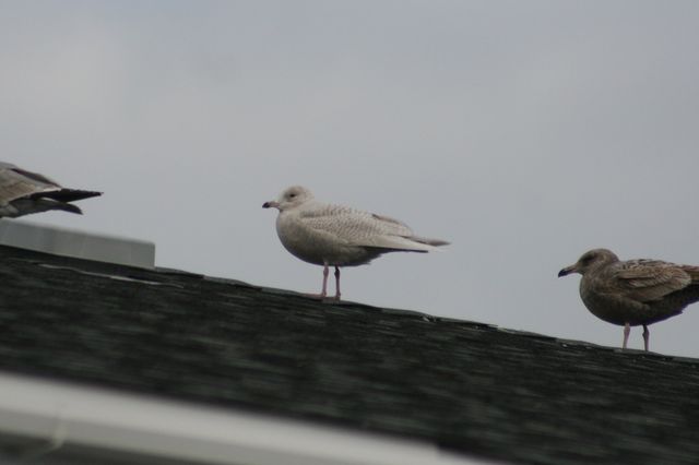 Iceland Gull