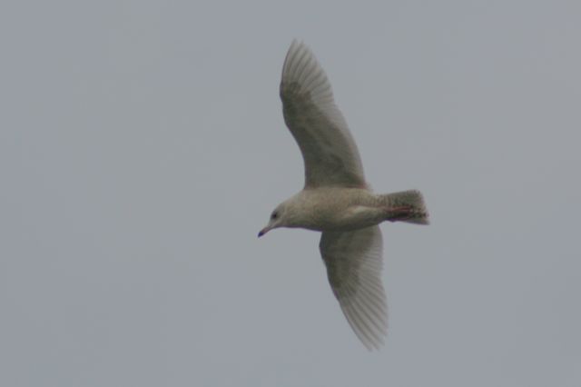 Iceland Gull