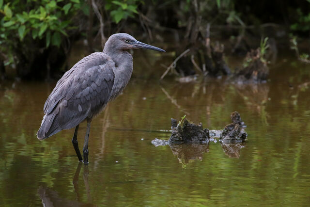 Reddish Egret