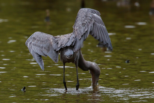 Reddish Egret