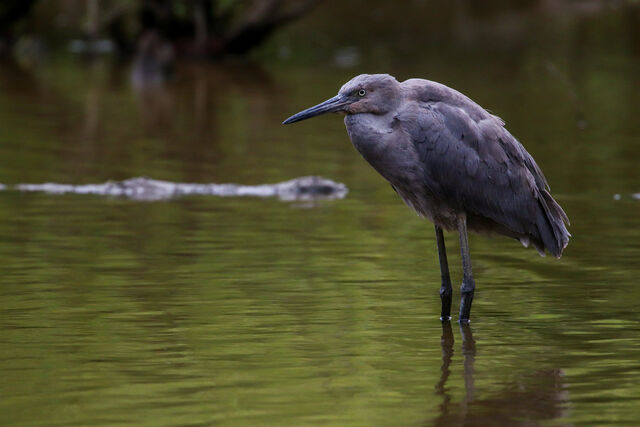 Reddish Egret