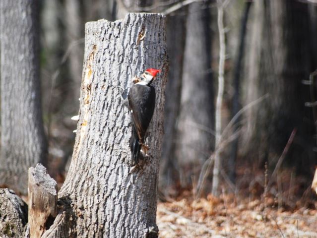 Pileated Woodpecker