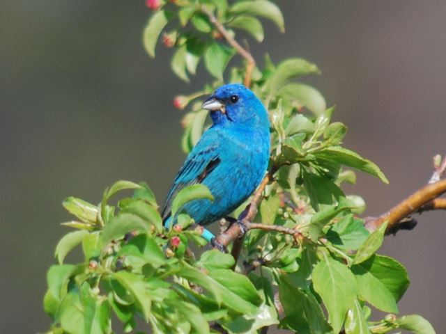 Indigo Bunting
