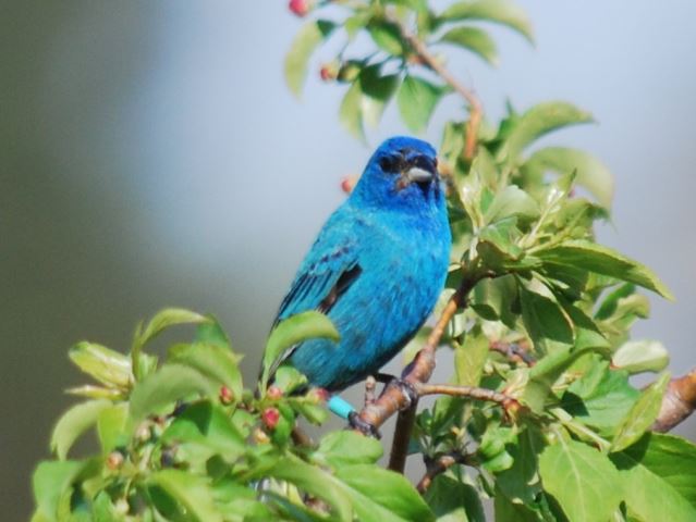 Indigo Bunting