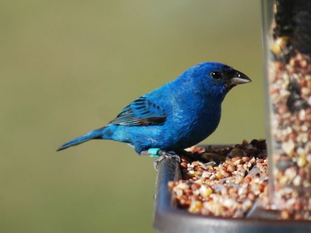 Indigo Bunting