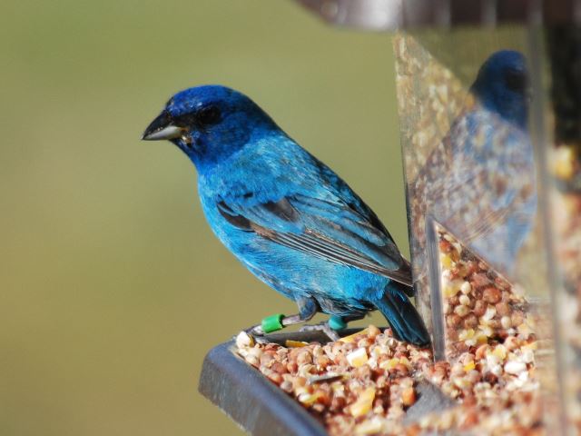 Indigo Bunting