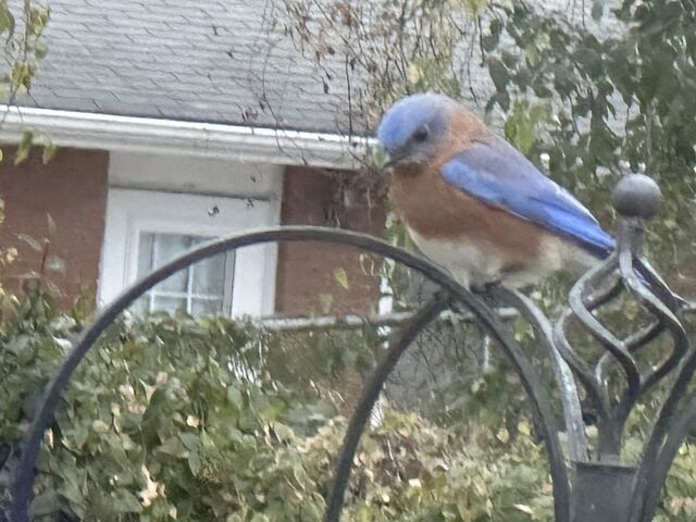 Eastern Bluebird