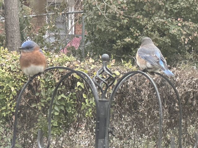 Eastern Bluebird