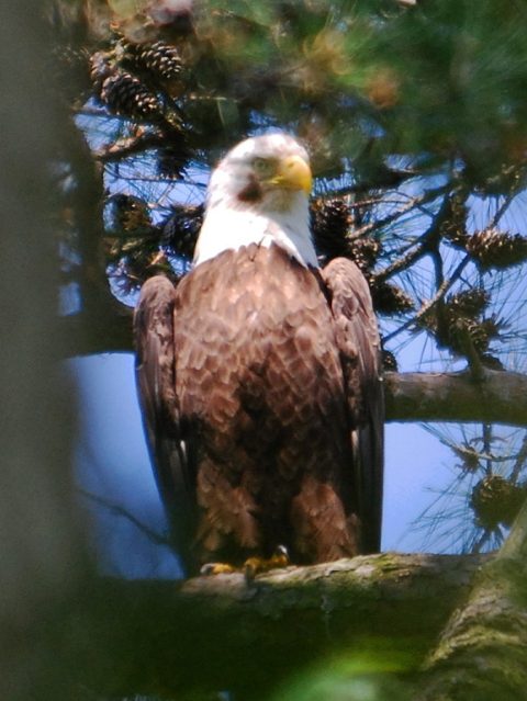 Bald Eagle