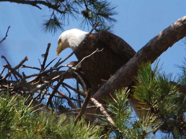 Bald Eagle