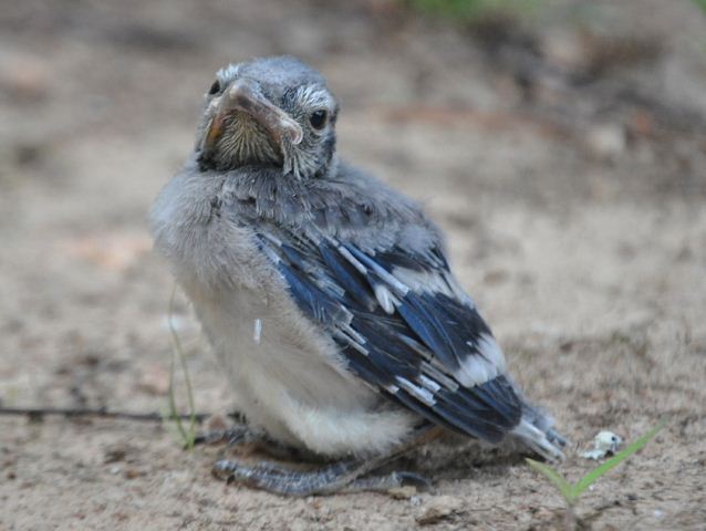 Blue Jay