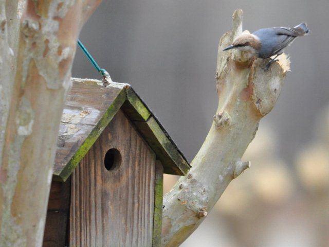 Brown-headed Nuthatch
