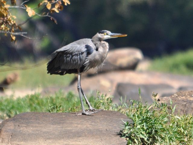 Great Blue Heron