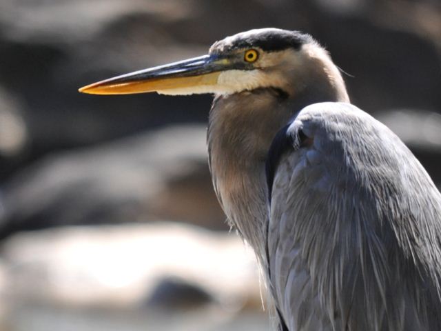 Great Blue Heron