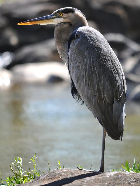 Great Blue Heron