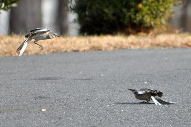 Northern Mockingbirds