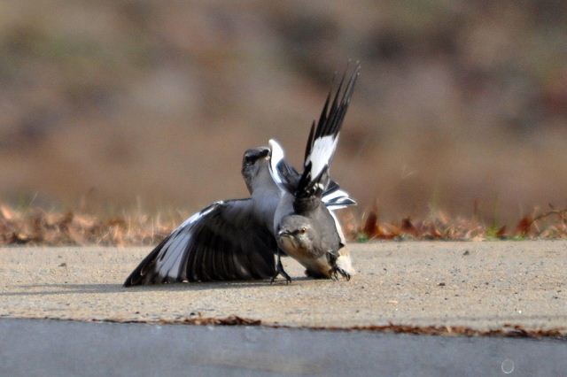 Northern Mockingbirds