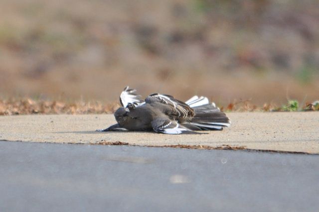 Northern Mockingbirds