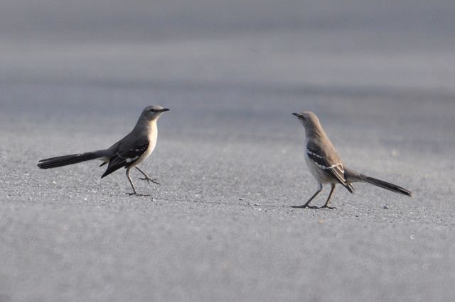 Northern Mockingbirds
