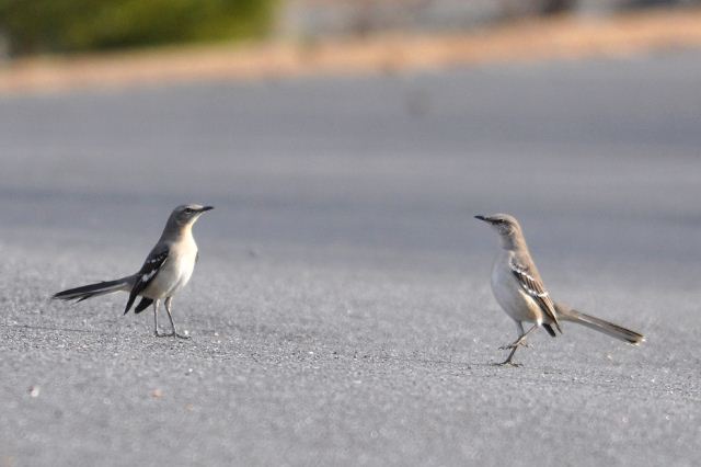 Northern Mockingbirds