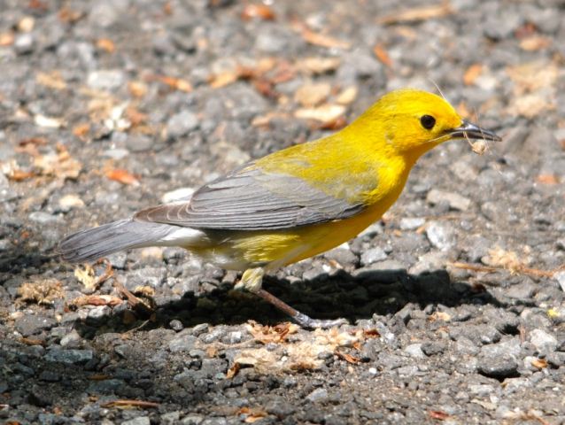 Prothonotary Warbler