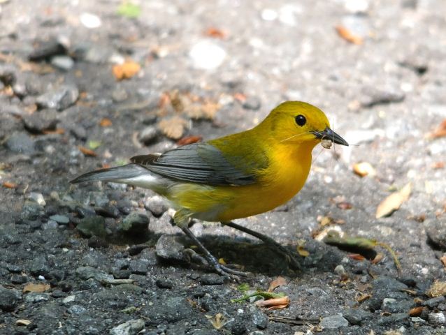 Prothonotary Warbler