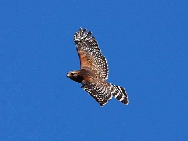 Red-shouldered Hawk
