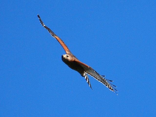 Red-shouldered Hawk