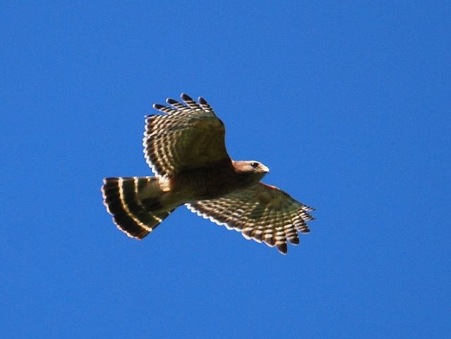 Red-shouldered Hawk