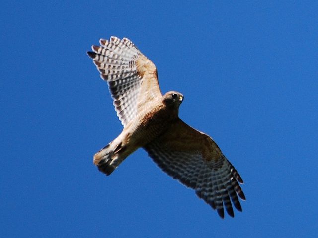 Red-shouldered Hawk