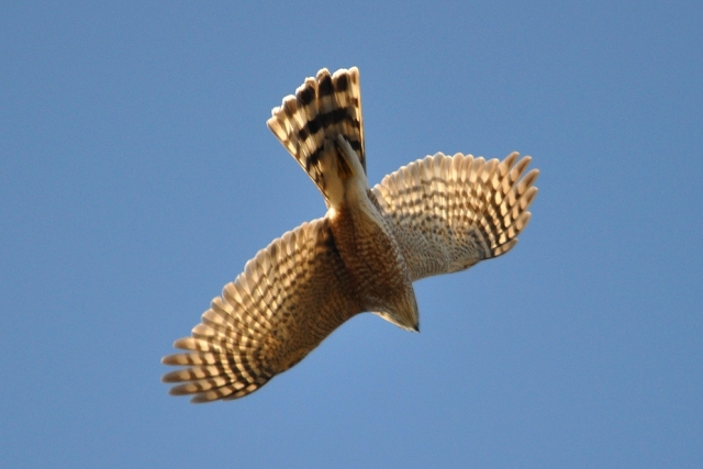 Sharp-shinned Hawk