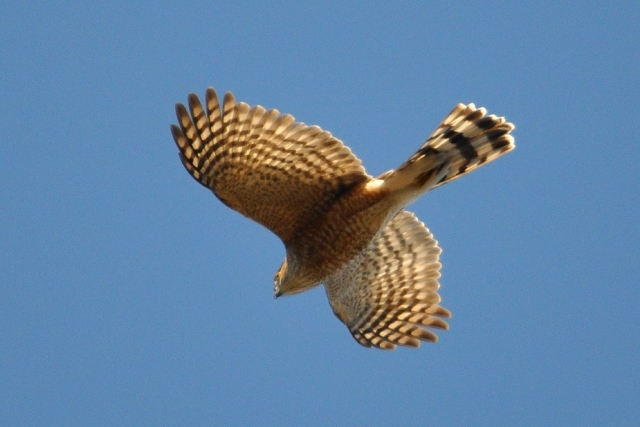 Sharp-shinned Hawk